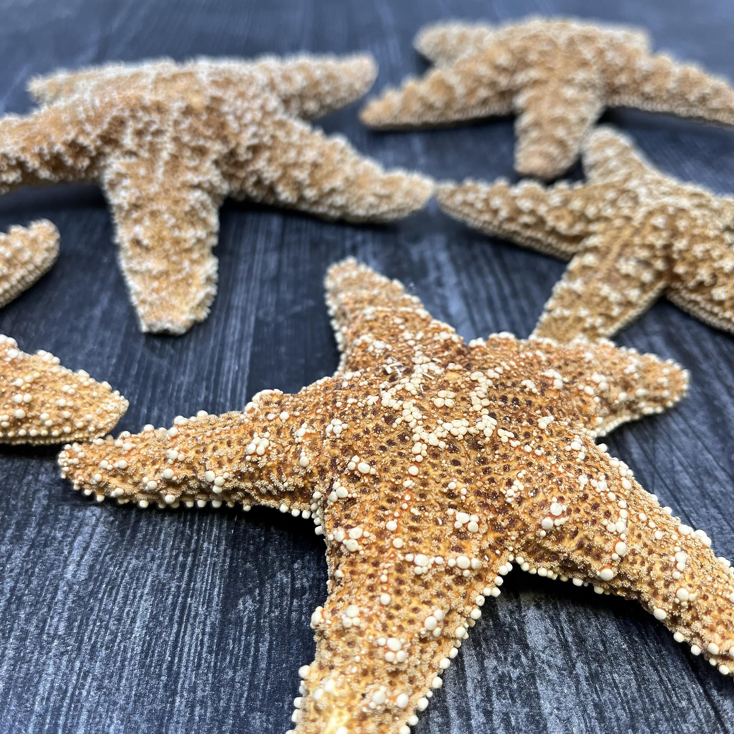 Amazon.com: Tumbler Home Real Starfish Décor - 2pcs - 4